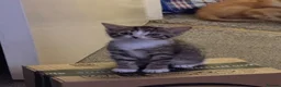 Mixed Breed cats for sale: Two girls and two boys available  in Brandon - Advert 11