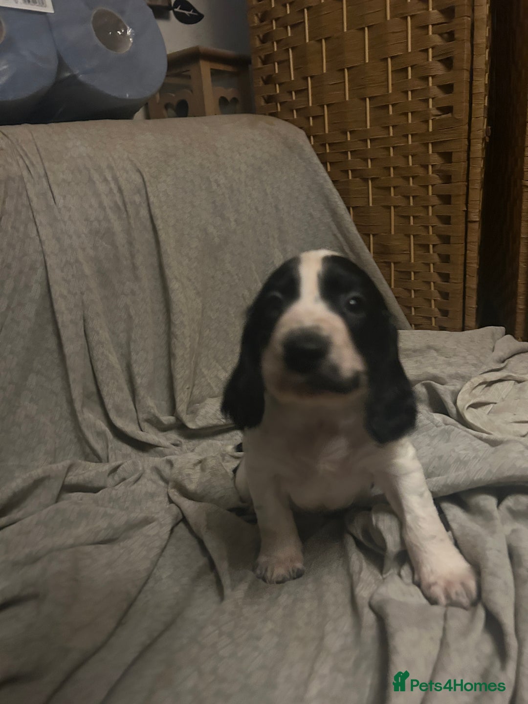 Cocker Spaniel dogs for sale: Cocker Spaniel Puppies - Advert 5