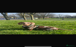 Miniature Dachshund dogs for stud: Birminghams Mr Mini Milky. PROVEN KC Mini Dax stud in Birmingham - Image 3