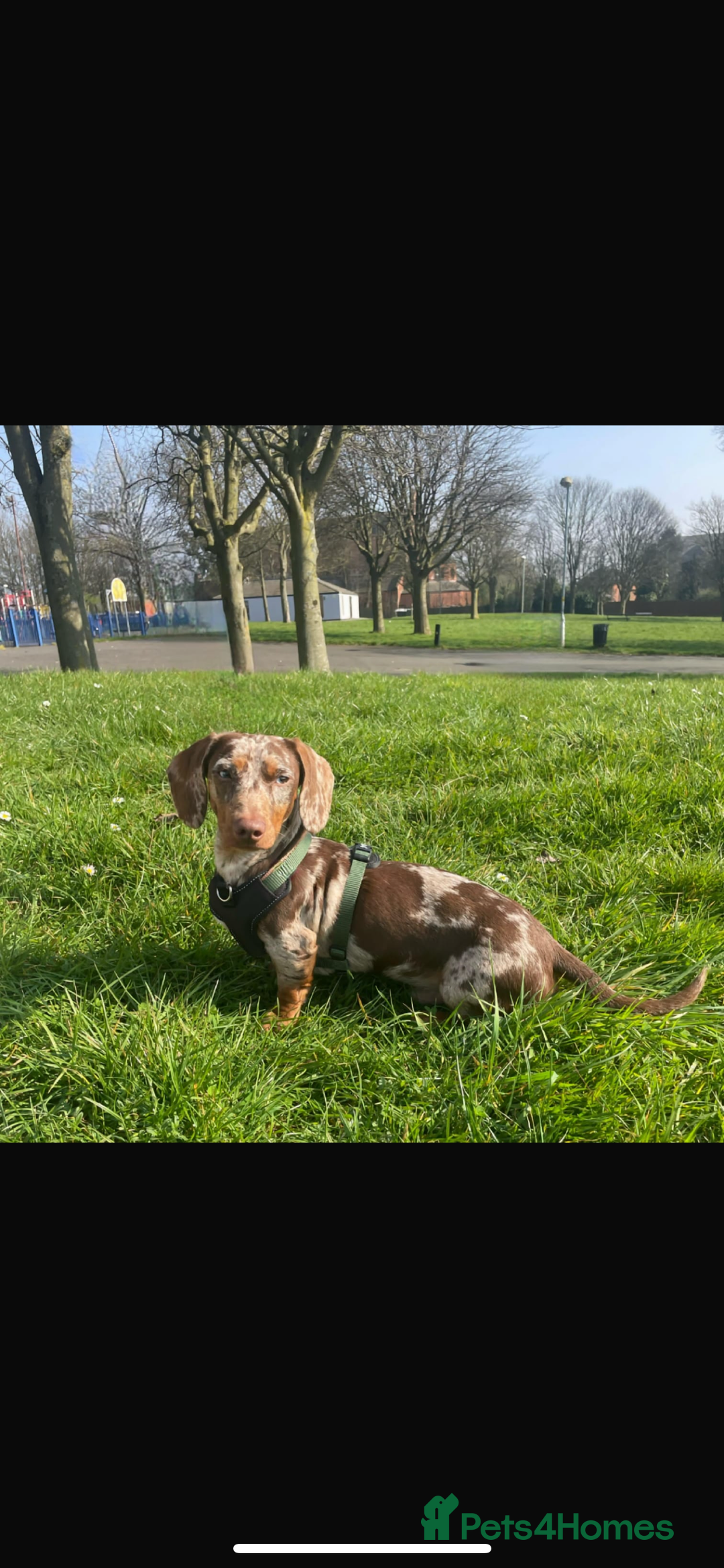 Miniature Dachshund dogs for stud: Birminghams Mr Mini Milky. PROVEN KC Mini Dax stud in Birmingham - Image 3
