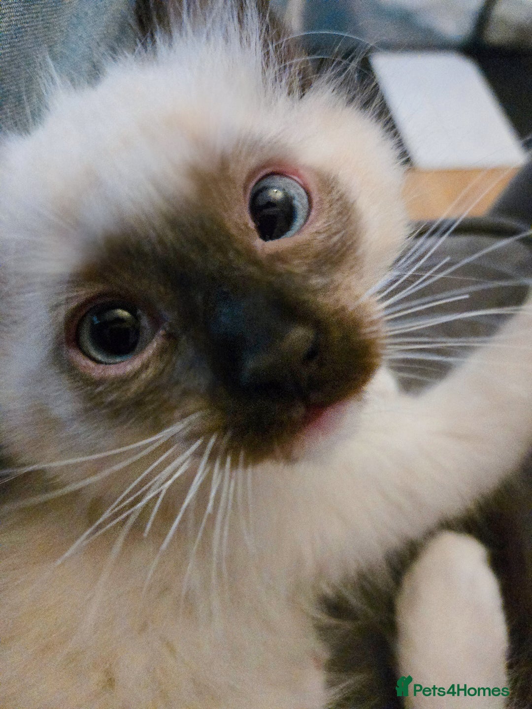 Chocolate point, mitted, blue eyed Ragdoll kitten for sale in