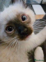Ragdoll cats - Advert 1