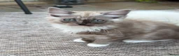 Ragdoll cats for sale: Mink & Sepia Ragdolls Cherubim TICA Pedigree  - Advert 22