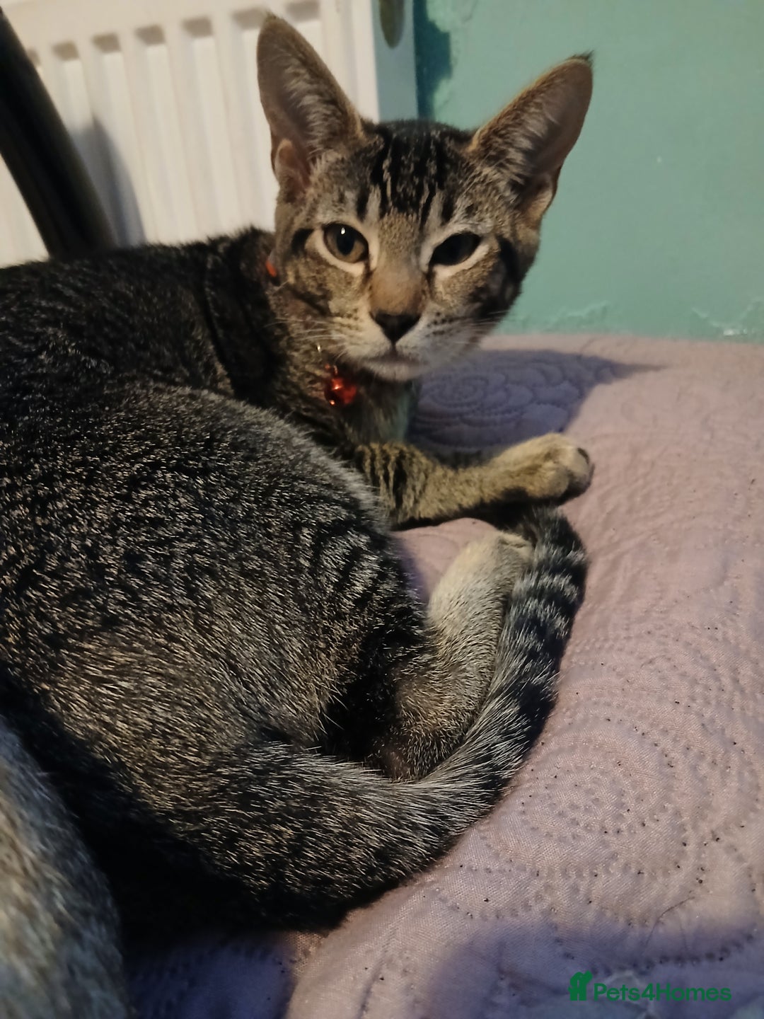 Oriental cats for sale: 1 girls  - Advert 2