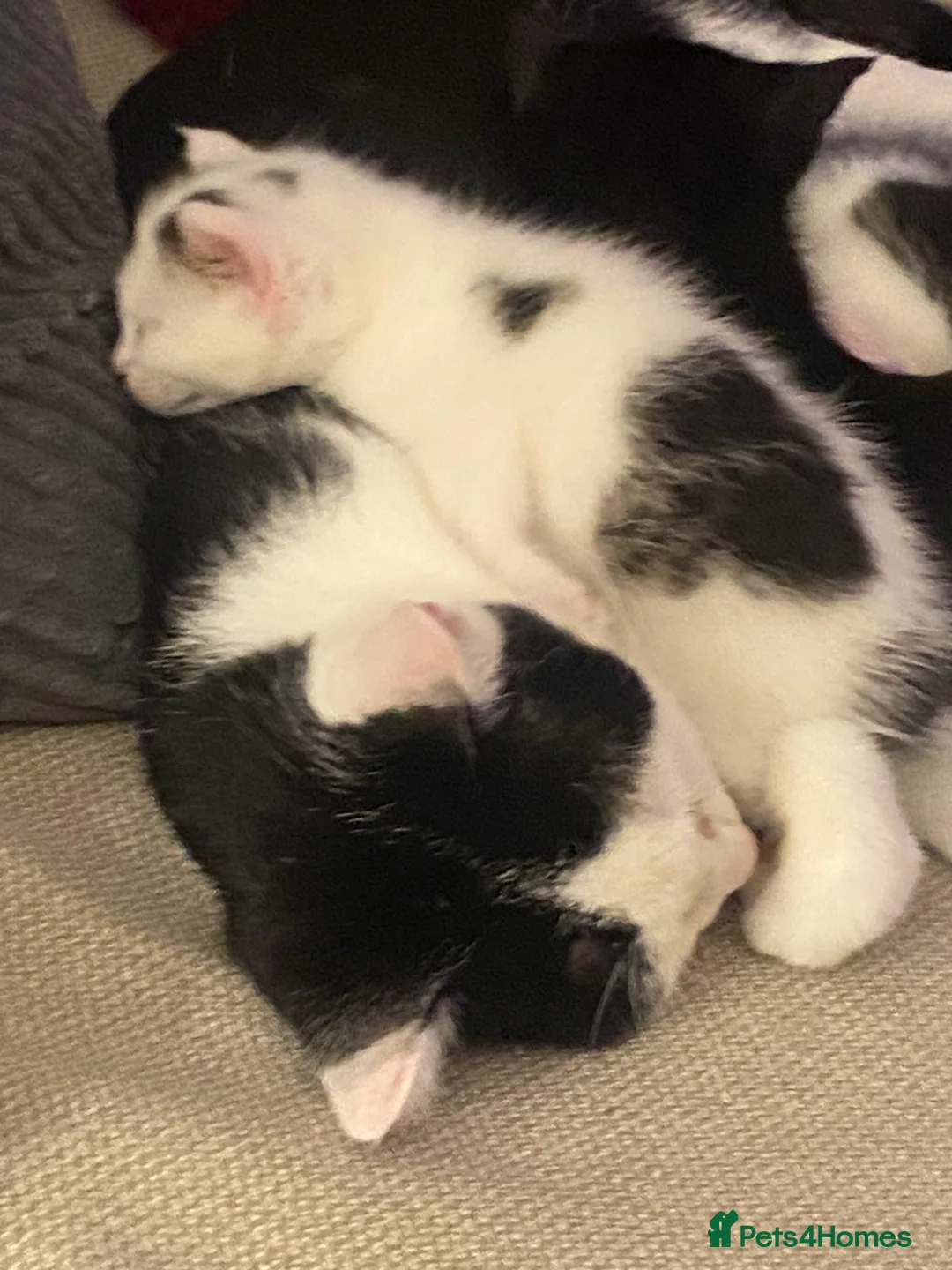 Mixed Breed cats for sale: 2 kittens out of a litter of 4 available  in Weston-super-Mare - Advert 2