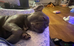 French Bulldog dogs for sale: Stunning Blue French bulldog  - Image 1