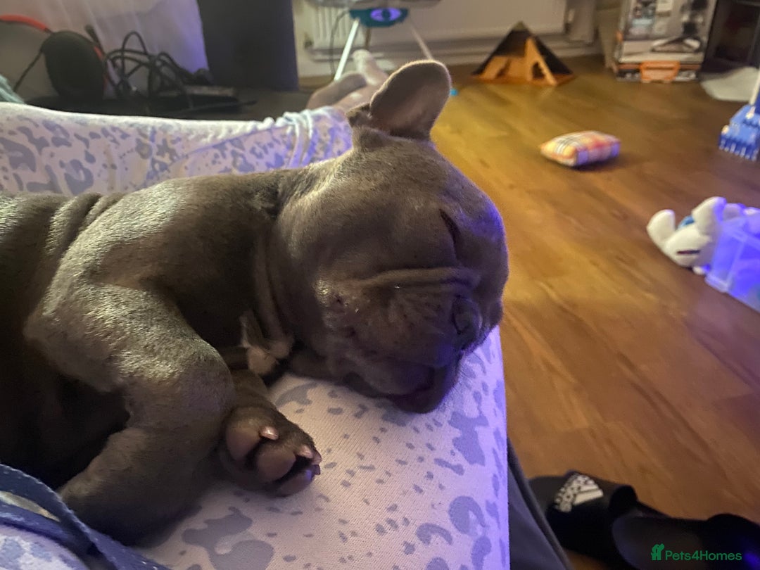 French Bulldog dogs for sale: Stunning Blue French bulldog  - Image 1