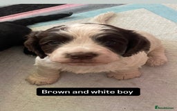 Cocker Spaniel dogs for sale: Gorgeous cocker spaniel puppies  - Image 9