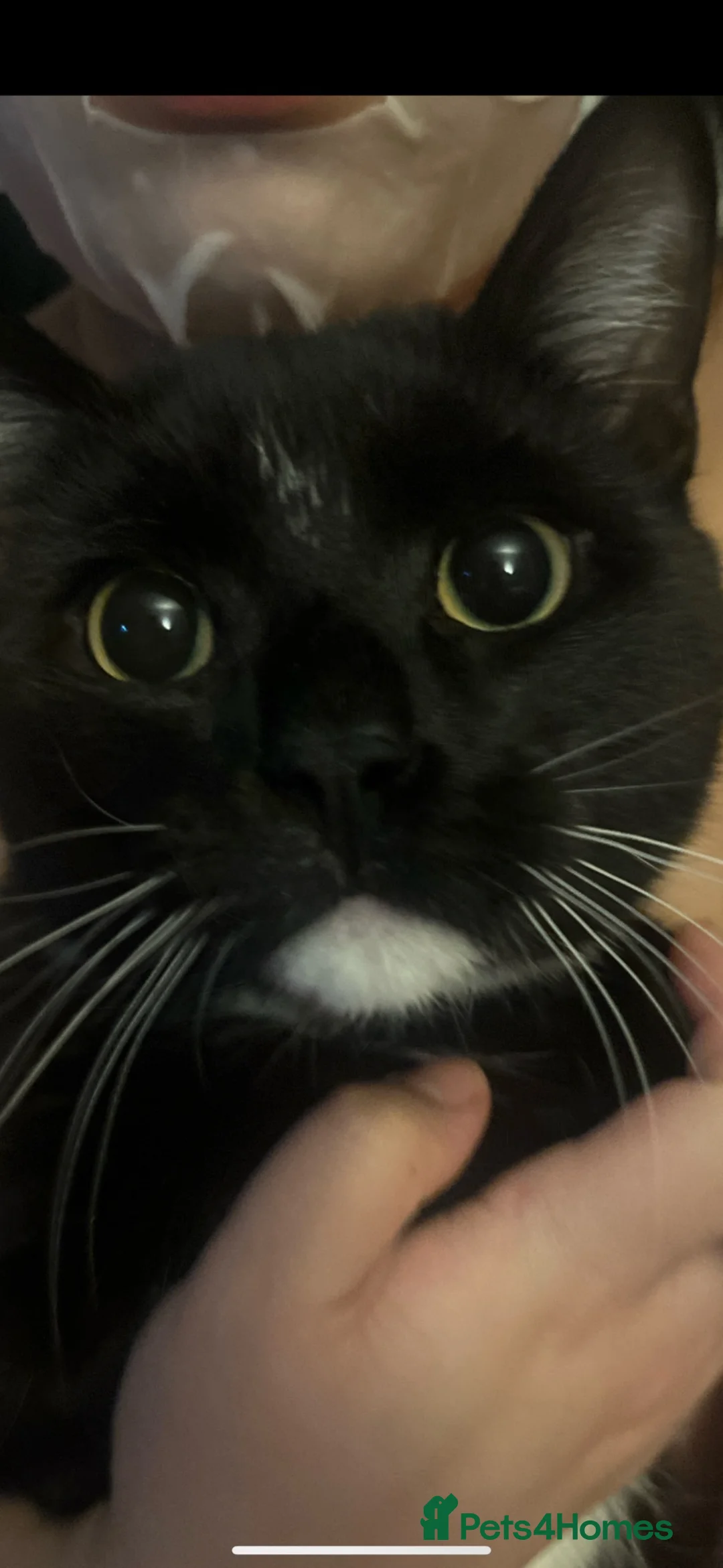 Mixed Breed cats for sale: Mr business seeking new home!  in Northampton - Advert 2
