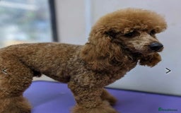 Labradoodle dogs for sale: Price reduced ready now Toy mini labradoodle f2bb  - Image 5