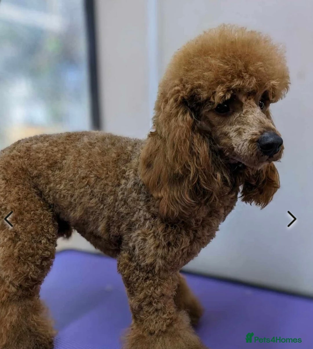 Labradoodle dogs for sale: Price reduced ready now Toy mini labradoodle f2bb  - Image 5