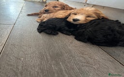 Cockapoo dogs for sale: Cockapoo puppies F1B - Image 32
