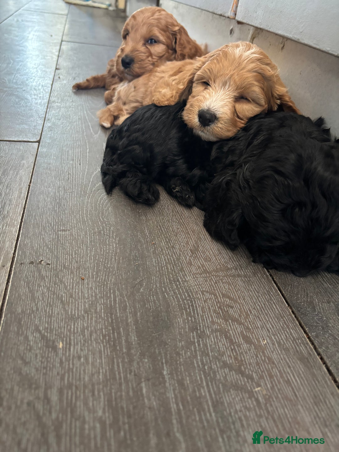 Cockapoo dogs for sale: Cockapoo puppies F1B - Image 32