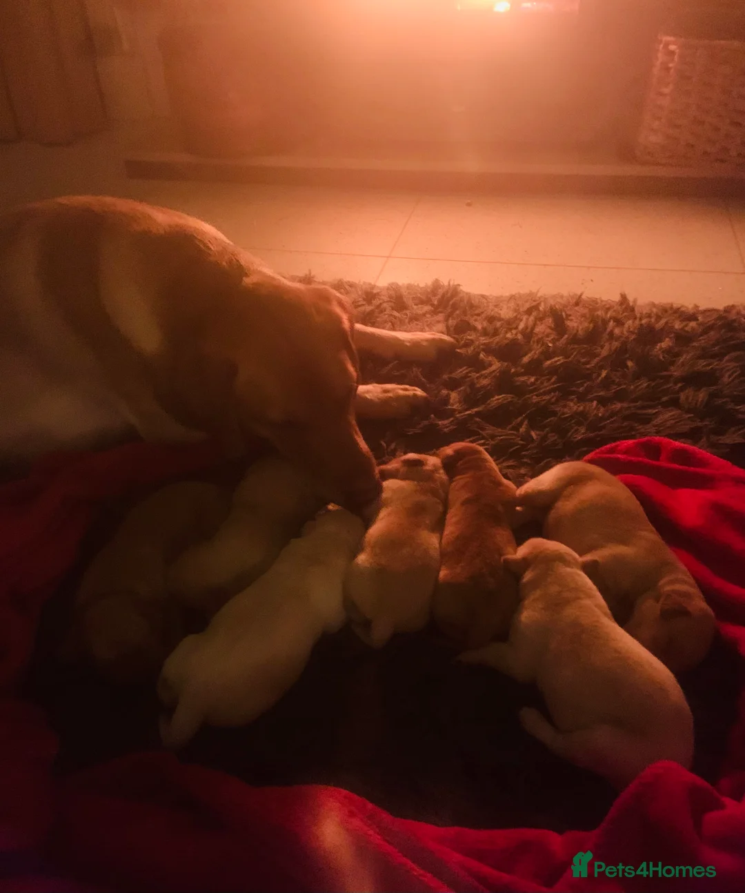 Labrador Retriever dogs for sale: Adorable Labrador/Retriever puppies. - Advert 9