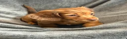 Miniature Dachshund dogs for sale: Long haired Miniature dachshund  - Advert 5