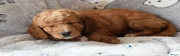 Cockapoo dogs for sale: 4 beautiful female cockapoos for sale - Advert 11