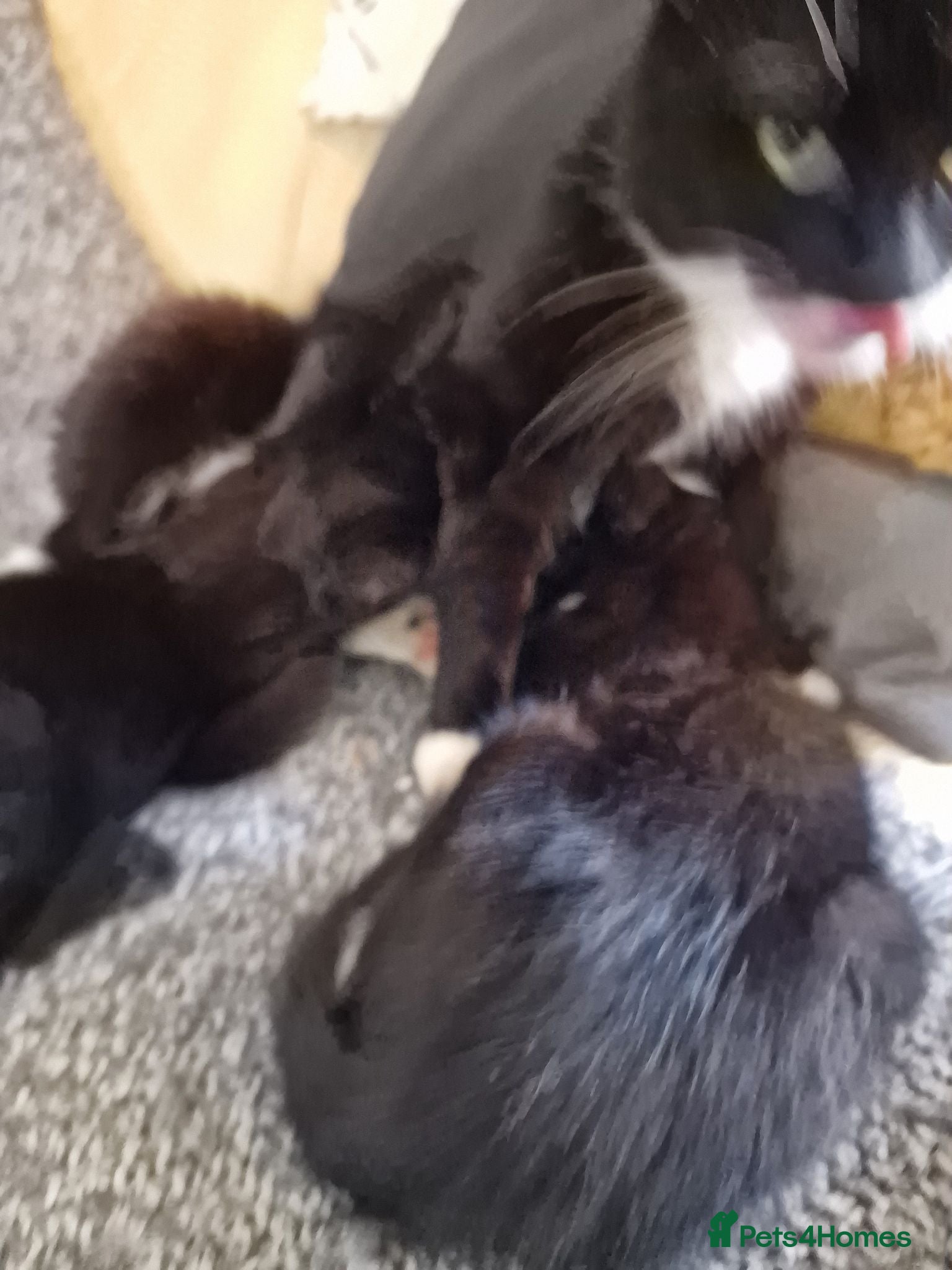 Mixed Breed cats Two tux males and one black female - Advert 3