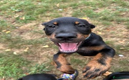 Rottweiler dogs for sale: Healthy Rottweiler puppies ready now  - Image 1