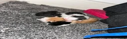 Mixed Breed cats for sale: Kittens - Advert 3