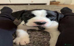 Mixed Breed dogs for sale:  ALL PUPPIES NOW SOLD - Image 9