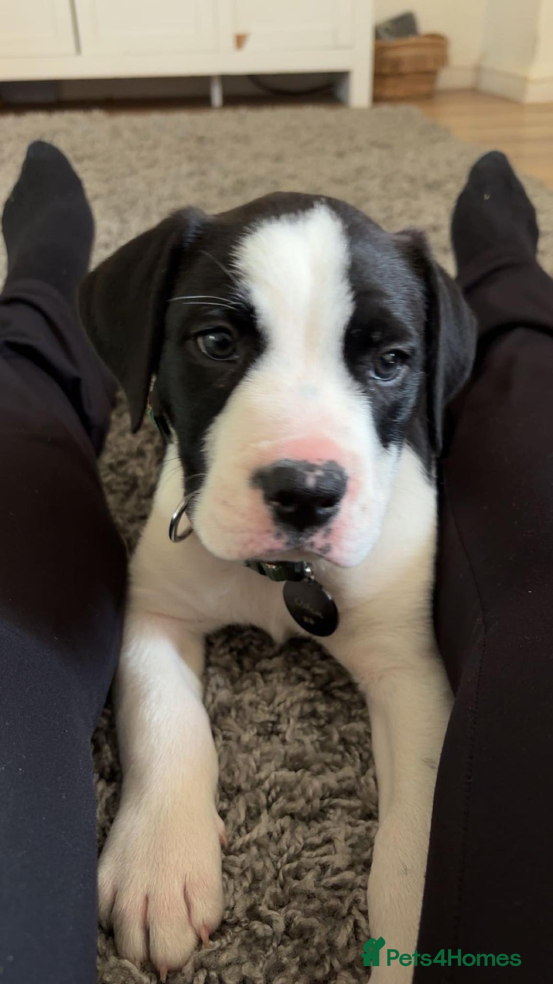 Mixed Breed dogs for sale:  ALL PUPPIES NOW SOLD - Image 9