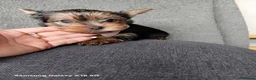 Yorkshire Terrier dogs for sale: WONDERFULL MINI YORKSHIRE TERRIER  in Tipton - Advert 6