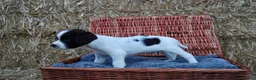 English Springer Spaniel dogs for sale: 1 boy left. Heath Tested Springer Spaniel Pups - Advert 14