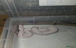 Python Snake reptiles for sale: BEL (blue eyes lucy)  - Image 5