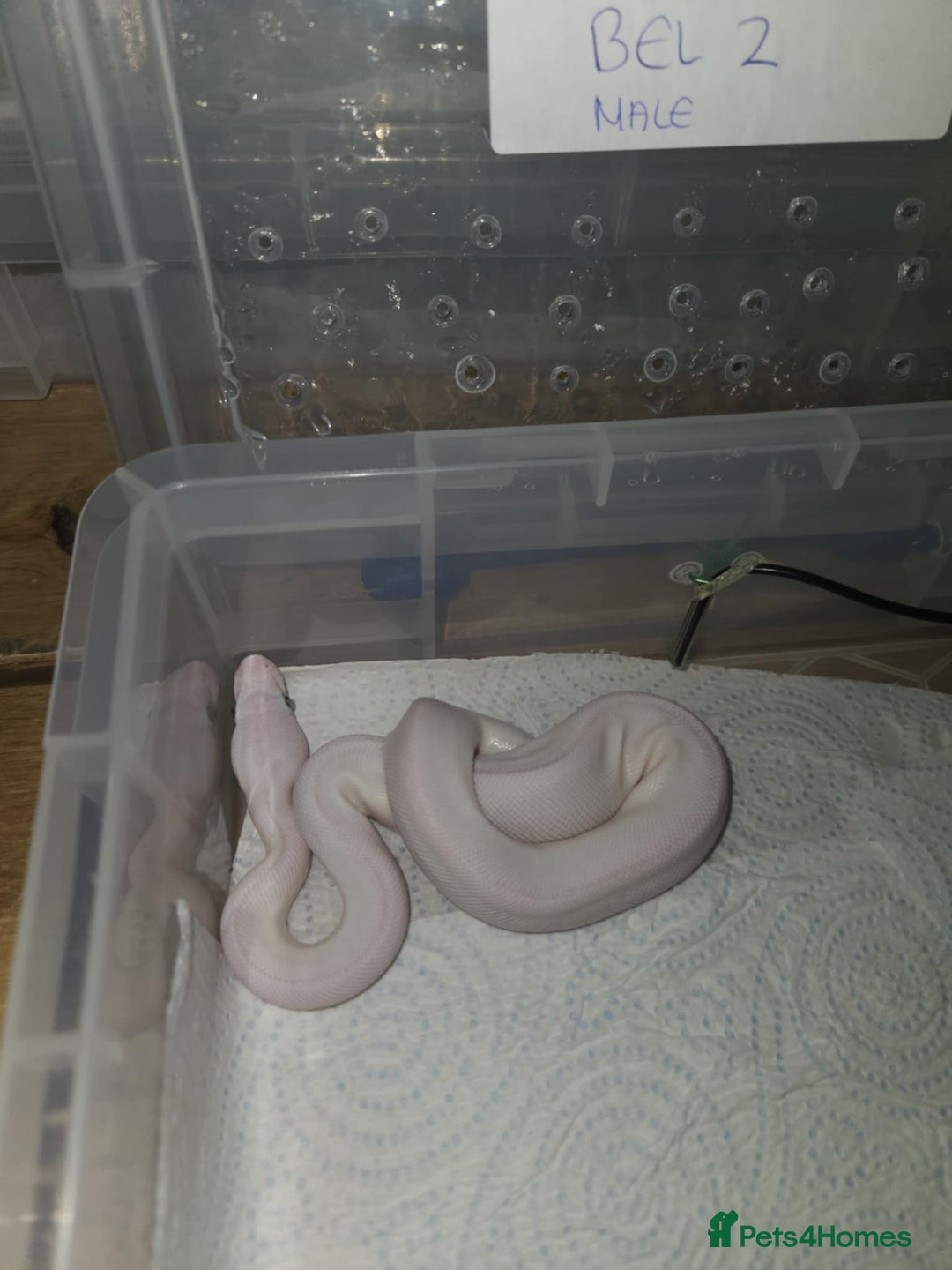 Python Snake reptiles for sale: BEL (blue eyes lucy)  - Image 5