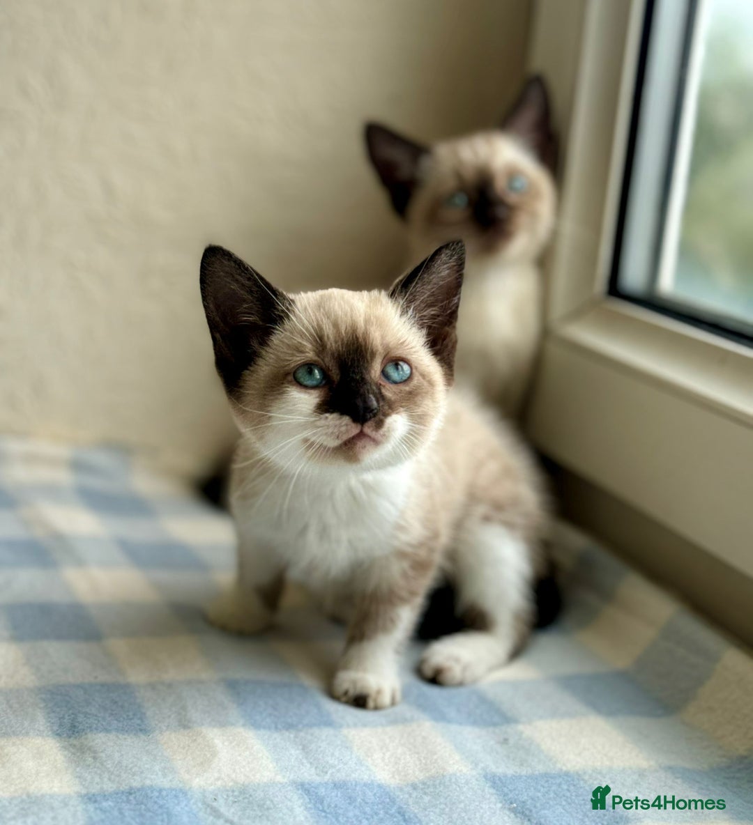 Siamese cats for sale: Cutest ever Siamese kittens 3 of 3 - Image 1