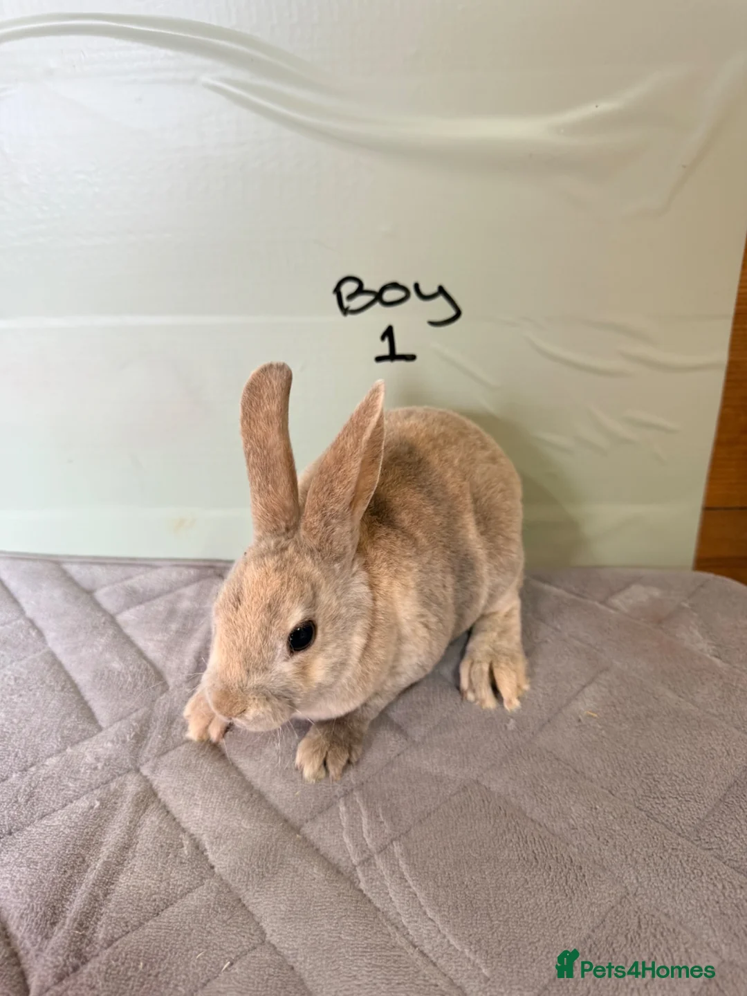 Rex rabbits for sale: mini Rex’s  - Advert 2