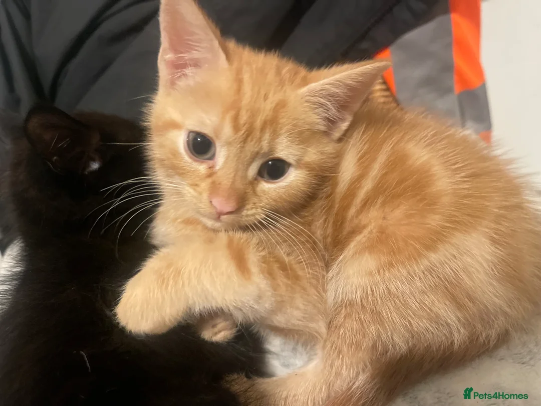 British Shorthair cats for sale: 2 Gorgeous Kittens For Sale - Advert 2