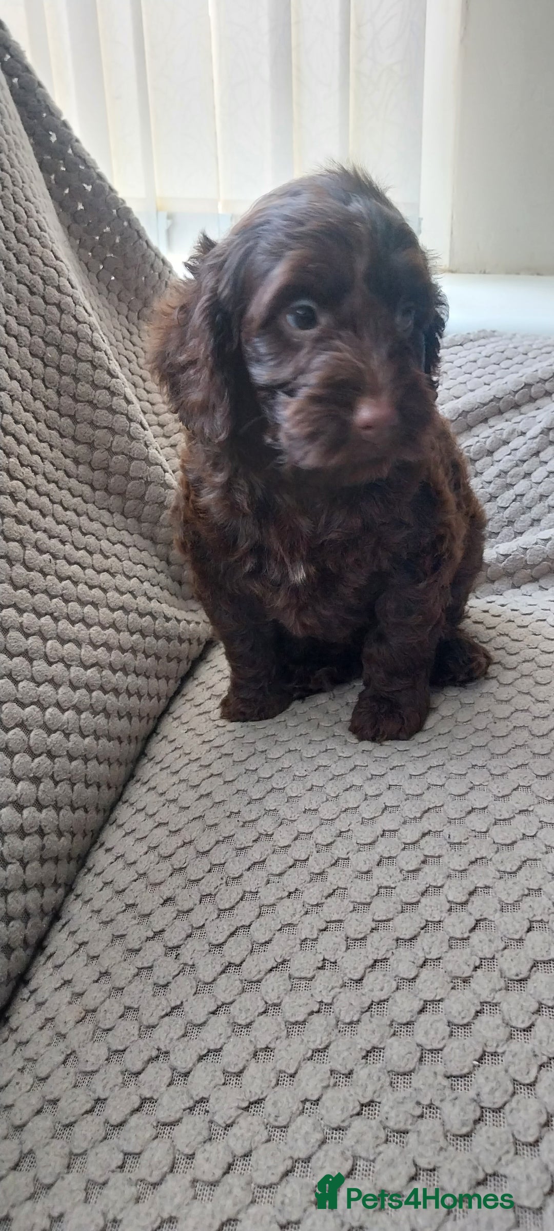 Cockapoo dogs for sale: Outstanding cockapoo puppies hereditary clear  - Advert 1