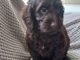 Cockapoo dogs Outstanding cockapoo puppies hereditary clear - Advert 6