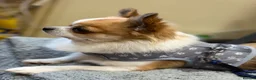 Chihuahua dogs for stud: Chihuahua Long haired in Bishop Auckland - Advert 2