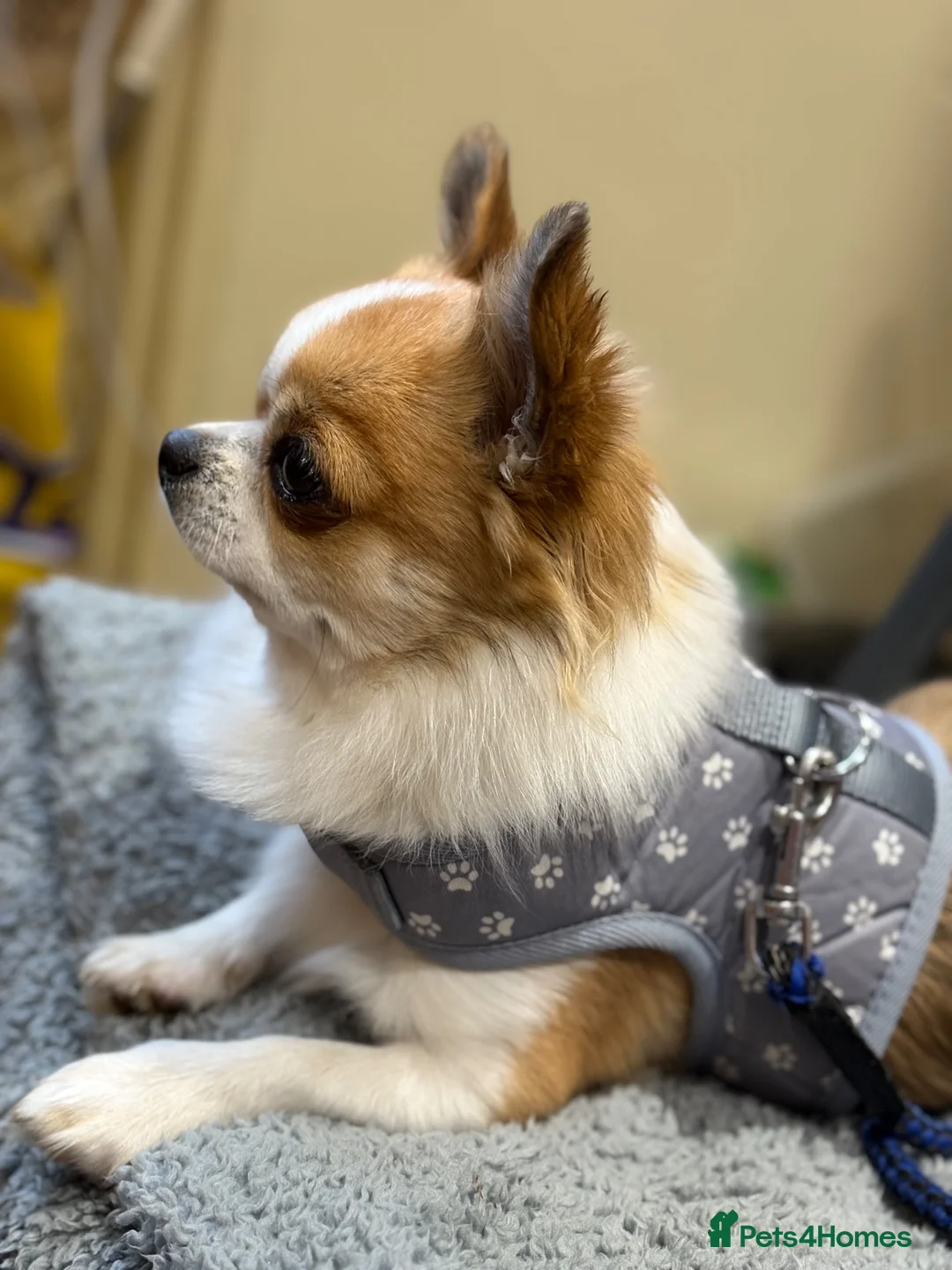 Chihuahua dogs for stud: Chihuahua Long haired in Bishop Auckland - Advert 2