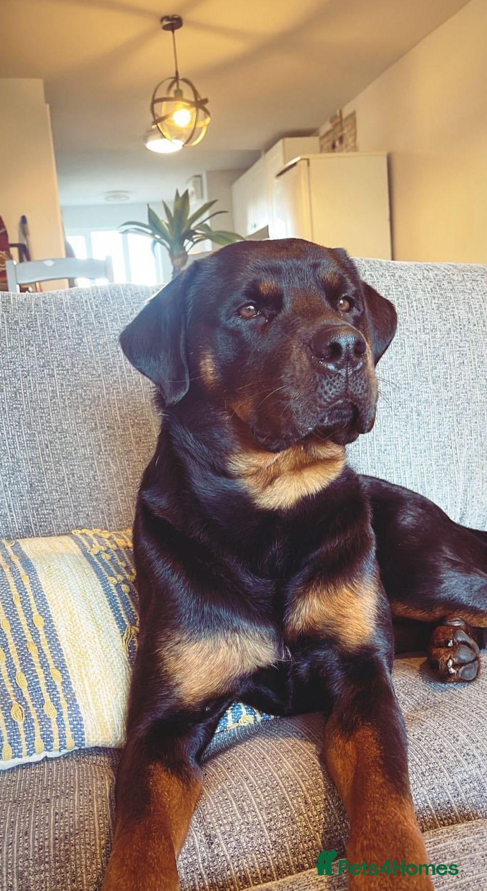 Rottweiler dogs ETTA'S PUPS COMING SOON!  - Advert 7