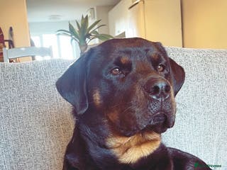 Rottweiler dogs ETTA'S PUPS COMING SOON! - Advert 11