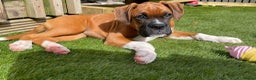 Boxer dogs for sale: A Second Chance for a Gentle Boxer - Advert 22