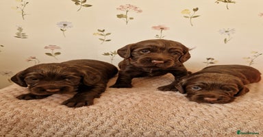 Cocker Spaniel dogs - Advert 13