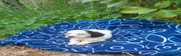 English Setter dogs for adoption: Mara's pups -4x male 4x female English Setter pups - Advert 4