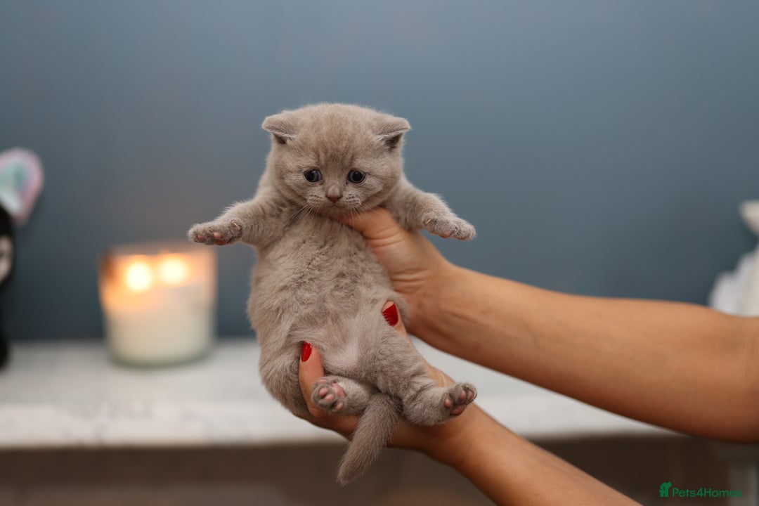 British Shorthair cats for sale: 🐾 Pedigree Lilac BSH Boy & Girl – Ready Soon! - Image 5