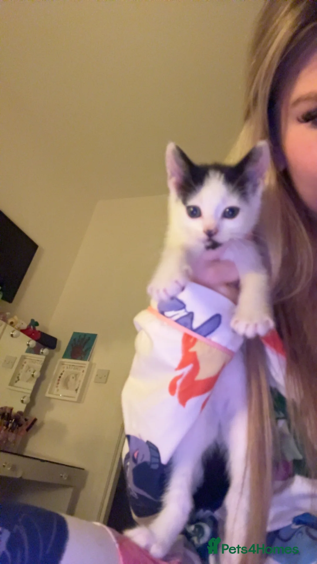 Mixed Breed cats for sale: 3 kittens ready to go asap  in Crumlin - Advert 5