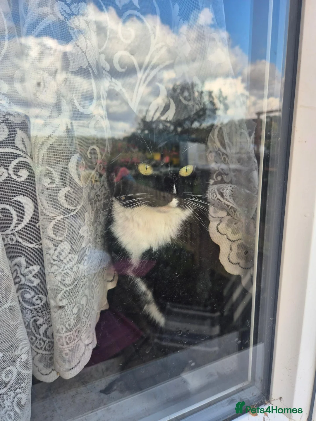 Domestic Shorthair cats for sale: Mollie (Free)  in Bedford - Advert 1