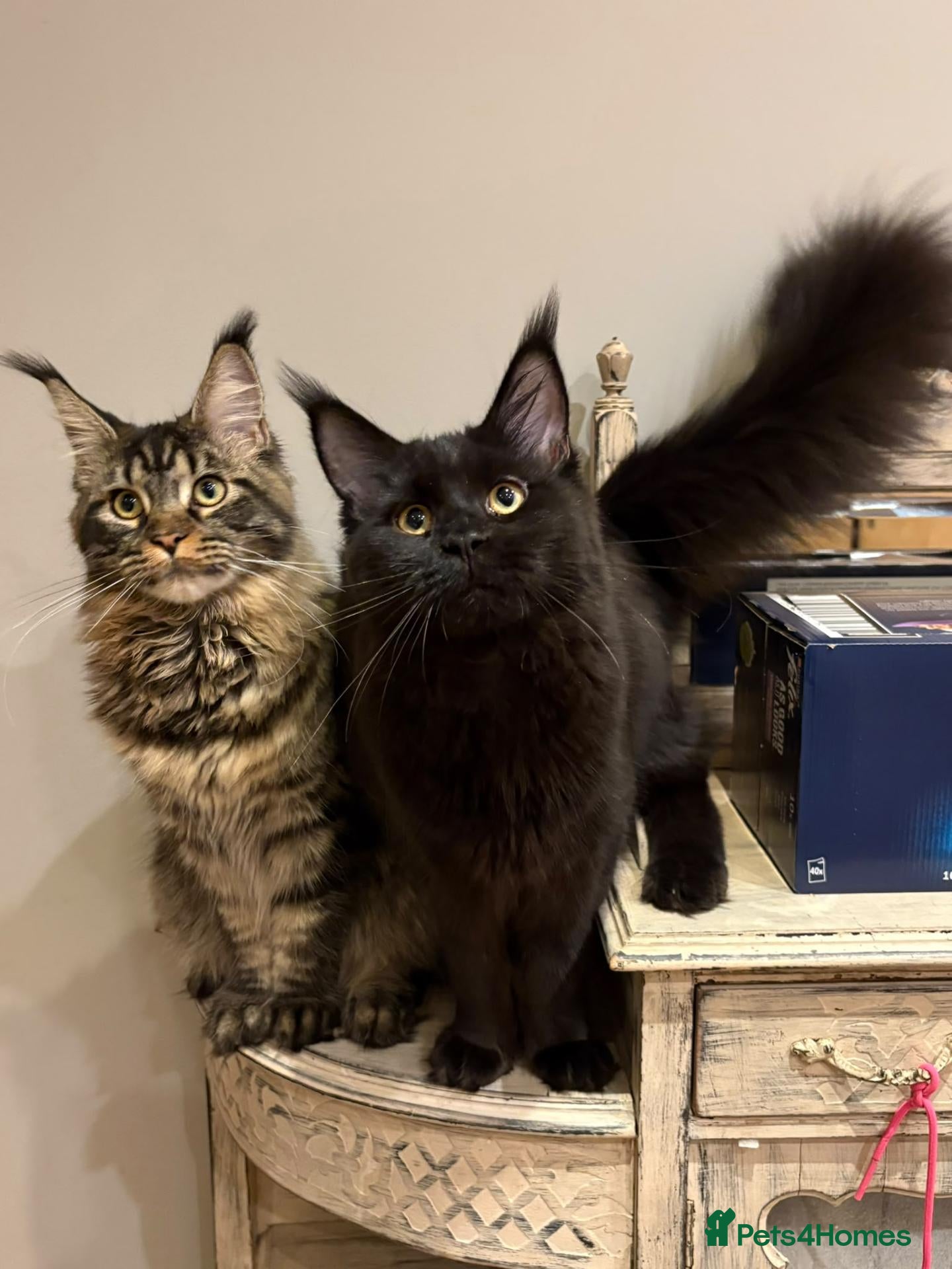Maine Coon cats Maine coon black tabby, big size, registred - Advert 3