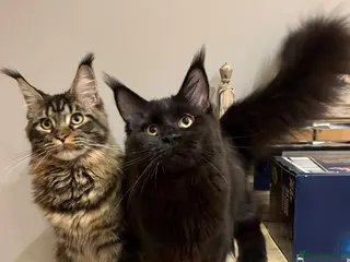 Maine Coon cats Maine coon black tabby, big size, registred - Advert 3