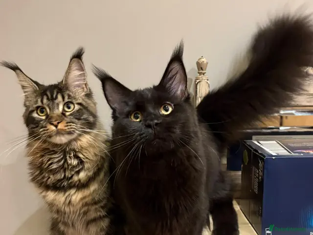 Maine Coon cats Maine coon black tabby, big size, registred - Advert 2