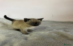 British Shorthair cats for sale: Four kittens ready to go (prices vary) - Image 11