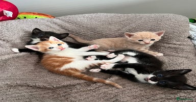 Mixed Breed cats - Advert 2