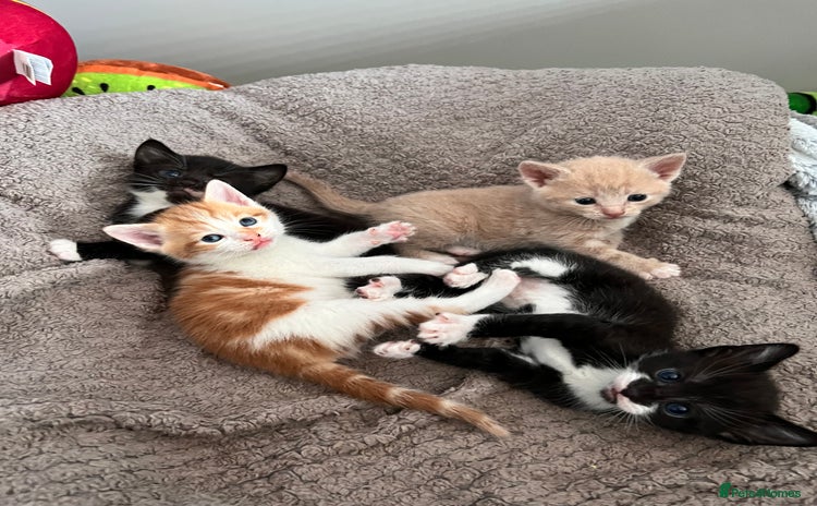 Mixed Breed cats - Advert 3